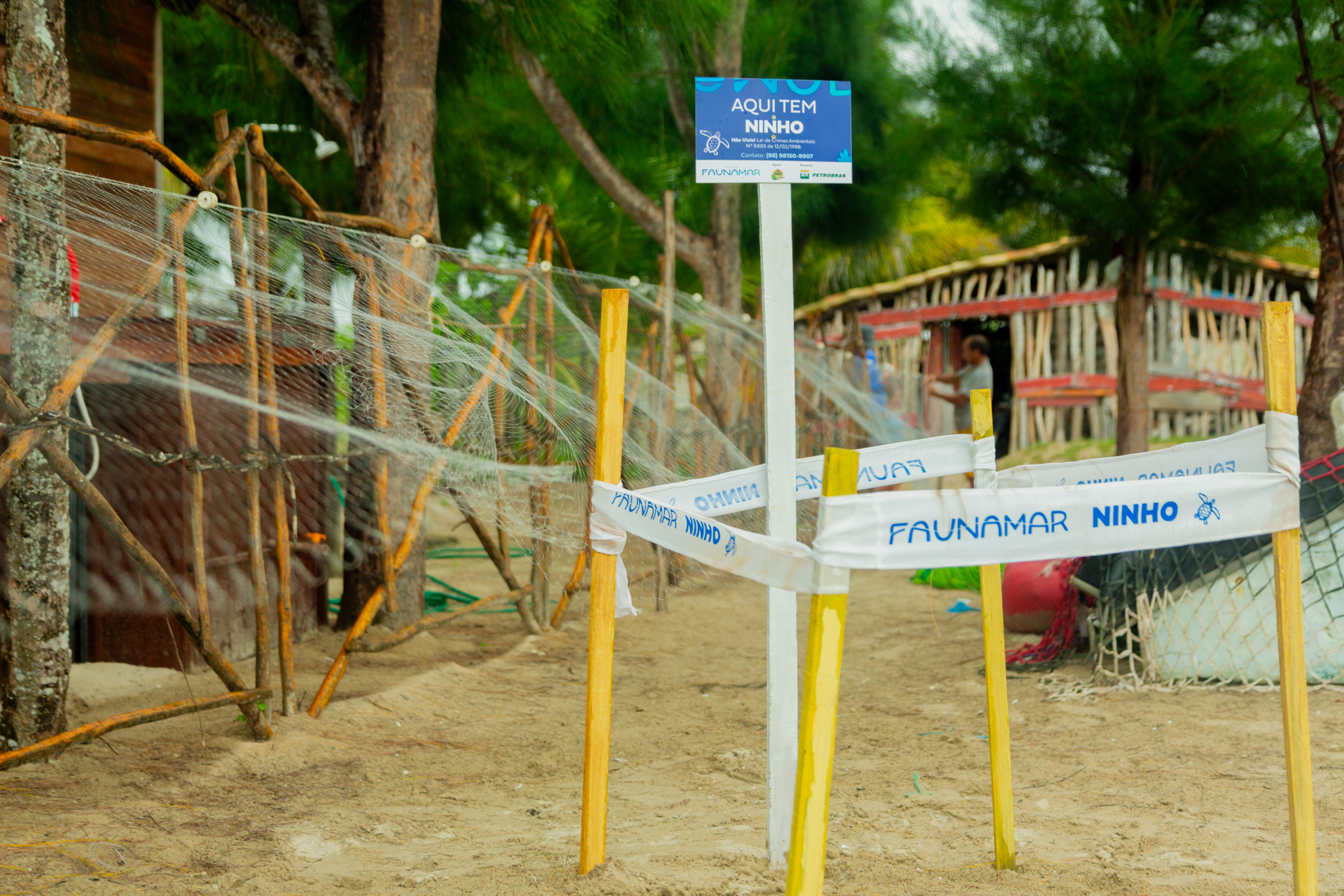 Projeto FaunaMar registra recorde de ninhos de tartarugas marinhas, no extremo oeste do Ceará