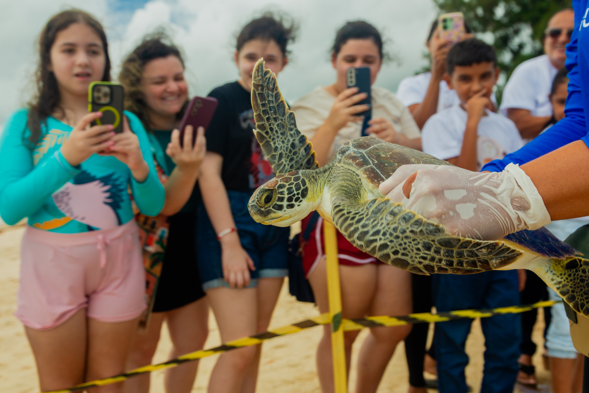 Tartaruga-verde resgatada pelo Projeto FaunaMar retorna ao mar, em Camocim-CE