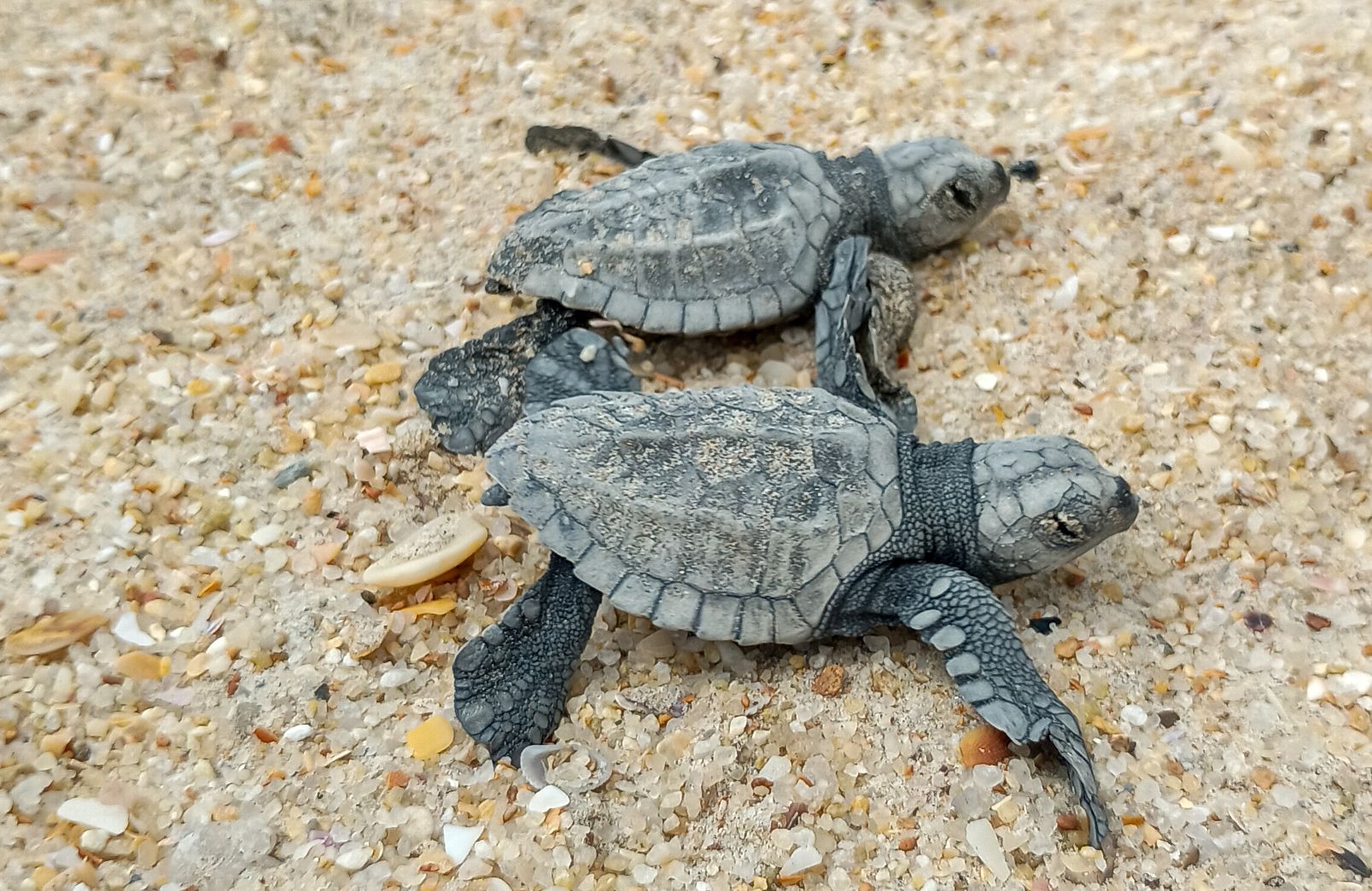 Projeto FaunaMar registra desova inédita de tartaruga-oliva em praias no extremo oeste do Ceará