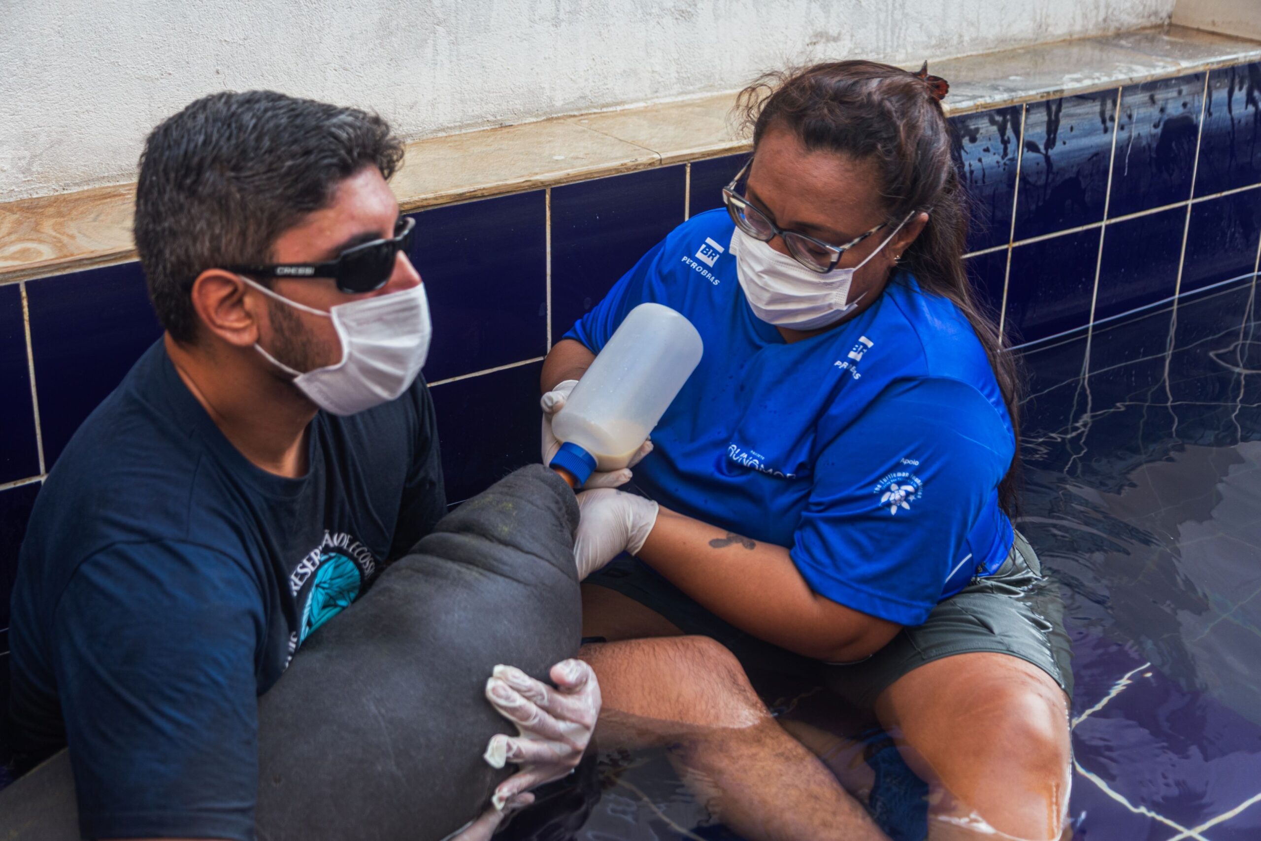 Filhote de peixe-boi fêmea é resgatada no litoral do Piauí e reforça alerta sobre conservação da espécie