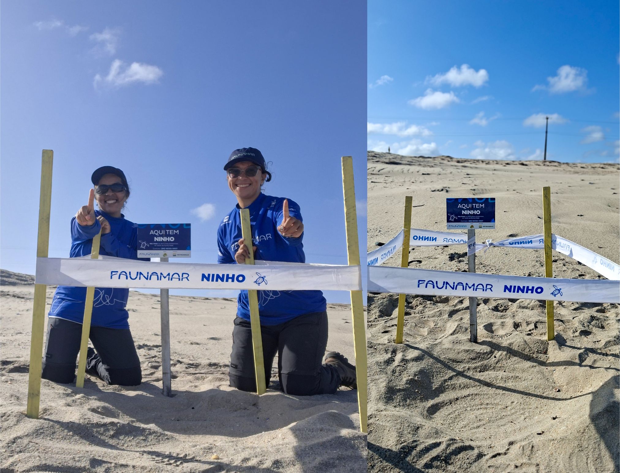 Primeira desova de tartaruga marinha: tem início a temporada reprodutiva no extremo oeste do Ceará