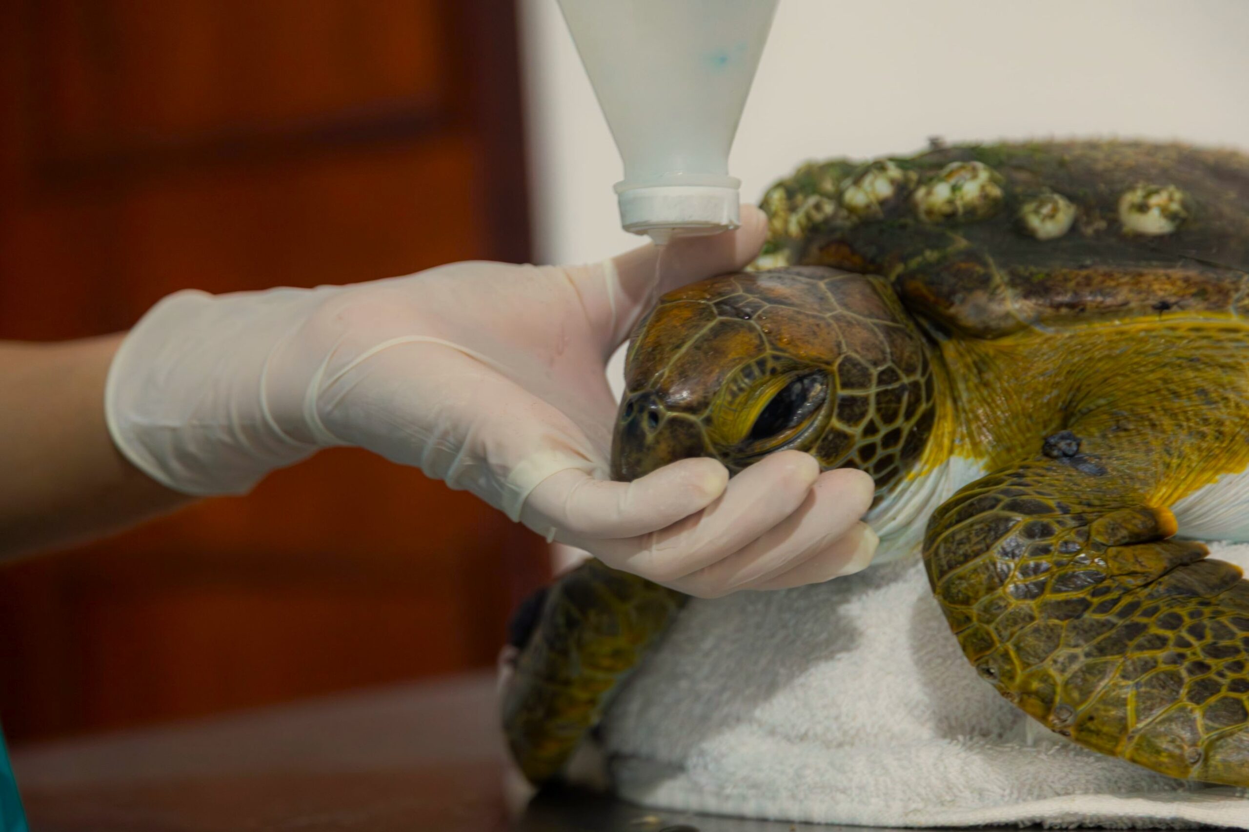 Atuação do projeto FaunaMar contribui para o resgate e reabilitação de animais ameaçados de extinção