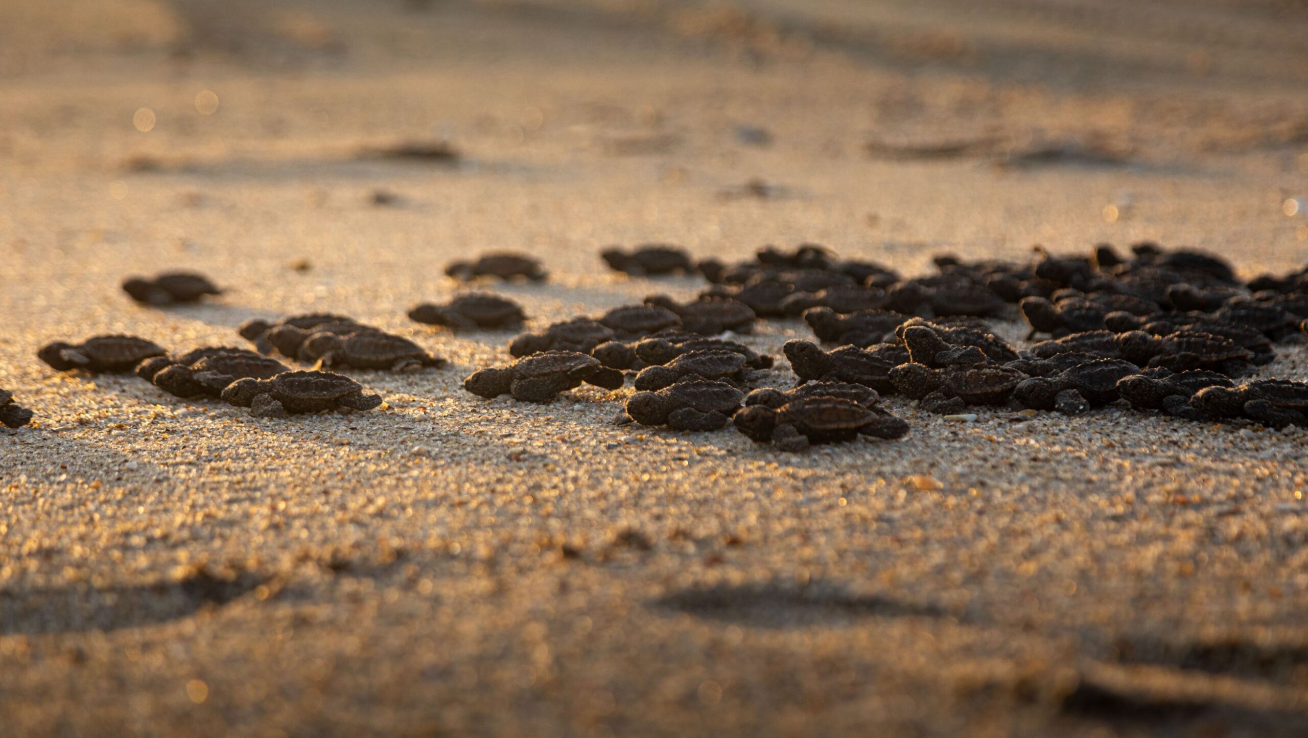 Litoral oeste do Ceará avança na proteção das áreas de desova de tartarugas marinhas